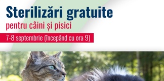 Nouă acțiune de sterilizare gratuită a câinilor și pisicilor din Bârlad, programată pentru septembrie