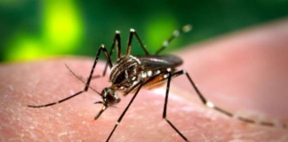 Țânțarii au făcut noi victime: încă două cazuri de infecție cu virusul West Nile în județ!