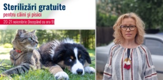 Bârlădenii cu câini și pisici, invitați la o nouă campanie de sterilizare gratuită