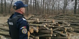 Jaful din pădurile vasluiene continuă: 20 de hoți prinși de jandarmi în februarie, prejudicii de 3.200 de lei