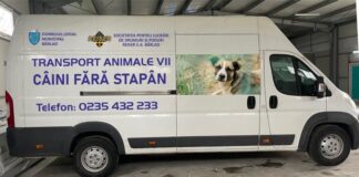 A reînceput capturarea maidanezilor din Bârlad! Hingherii sunt atacați cu pietre de iubitorii haitelor de câini