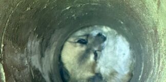 Cățel căzut într-un puț, salvat de pompierii bârlădeni