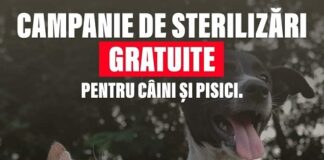 Bârlădenii cu câini și pisici, invitați la prima campanie de sterilizare gratuită din 2024