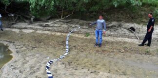 Un moldovean a traversat înot Prutul pentru a-și găsi un loc de muncă în București