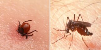 Autoritățile sanitare avertizează: căpușele și țânțarii transmit multe boli mortale!