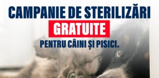 Bârlădenii cu câini și pisici, invitați la a treia campanie de sterilizare gratuită din 2024