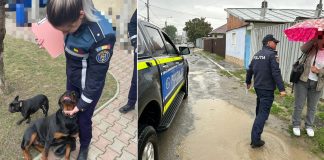 Deținătorii de câini agresivi, amenzi de 36.000 lei