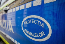 Poliția Animalelor a dat amenzi de peste 3.000 de lei. Animale salvate din pericol