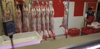 Avertisment: risc de carne de câine vândută ca miel și carne de cal vândută ca vită