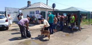 Bârlădenii cu animale de companie, invitați la o nouă campanie de sterilizare gratuită
