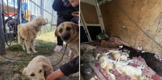 Campania de sterilizare gratuită a animalelor de companie din Bârlad, un veritabil succes