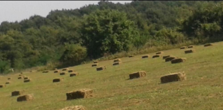 A furat baloți de lucernă de pe câmp. Prejudiciu de 5.000 de lei