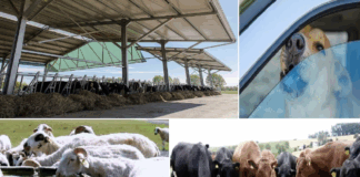 Animalele trebuie să fie protejate de soarele arzător!