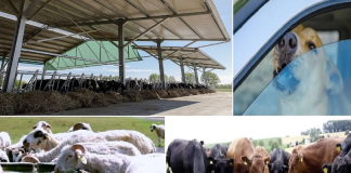 Revine canicula! Protejați animalele de soarele arzător!