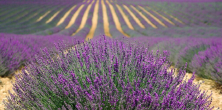 Vasluienii își cultivă tot mai mult terenurile cu plante exotice. Lavanda sau arborii energetici sunt preferate