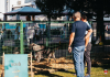Un nou târg de adopții pentru câinii fără stăpân, la Bârlad, pe 17 august