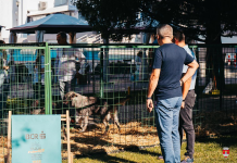 Un nou târg de adopții pentru câinii fără stăpân, la Bârlad, pe 17 august