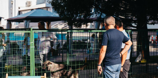 Un nou târg de adopții pentru câinii fără stăpân, la Bârlad, pe 17 august