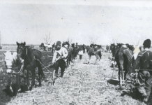 Reforma agrară din 1945 în județul Vaslui