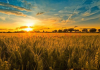 Prețurile produselor agricole au crescut cu 0,26% în aprilie 2026 vs aprilie 2025
