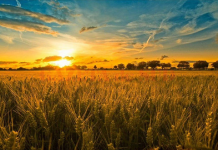 Prețurile produselor agricole au crescut cu 0,26% în aprilie 2026 vs aprilie 2025