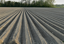 Agricultorii vasluieni au motive de optimism: A plouat bine, se anunță producții bune, mai ales la grâu și rapiță