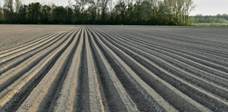 Agricultorii vasluieni au motive de optimism: A plouat bine, se anunță producții bune, mai ales la grâu și rapiță