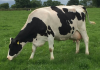 Crescătorii de bovine vor primi o subvenţie de 68 de euro pe cap de animal, în acest an