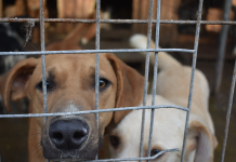 200 de câini din adăpostul din Bârlad își așteaptă noii stăpâni, de Crăciun