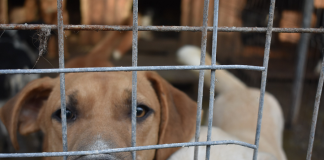 Primăria Bârlad, apel urgent către cetățeni și asociațiile de protecție a animalelor din județul Vaslui!