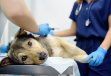 Campania de sterilizare gratuită a câinilor cu stăpân din Vaslui continuă și în 2026