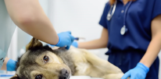 Campania de sterilizare gratuită a câinilor cu stăpân din Vaslui continuă și în 2026