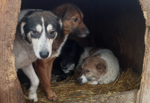 Apel public către bârlădeni: câinii din Adăpostul Public așteaptă o șansă la un cămin!