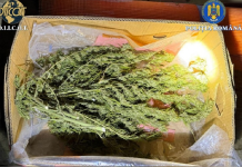 Cultură de canabis în locuință. Inculpat de 48 de ani, ajuns după gratii