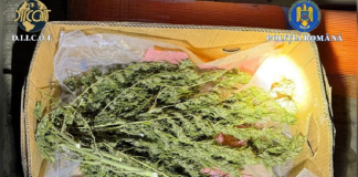 Cultură de canabis în locuință. Inculpat de 48 de ani, ajuns după gratii