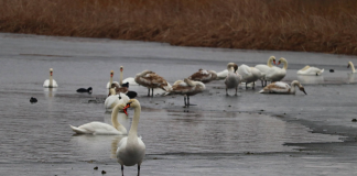 Lebăda de vară, specia cea mai bine reprezentată pe Lacul Prodana