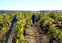 Bani europeni pentru viticultorii vasluieni care produc struguri de masă