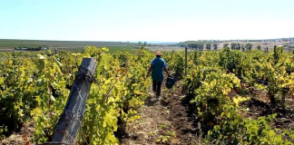 Fonduri europene pentru viticultură: producătorii vasluieni au la dispoziție finanțări de până la 1,5 milioane de euro