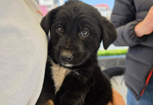 Ediție de succes a Târgului de adopții căței – Vaslui, aprilie 2026