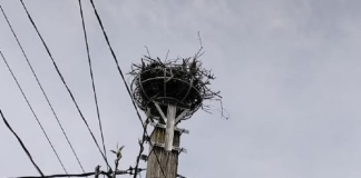 Vreme foarte caldă la începutul săptămânii, apoi răcire și ploi locale spre duminica Rusaliilor