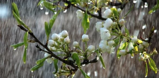 Temperaturi în creștere și ploi spre finalul lunii. Prognoza meteo pentru două săptămâni