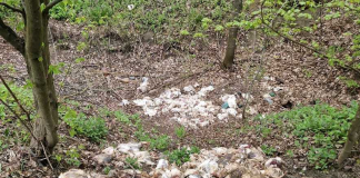 320 de pui de găină, în diferite stadii de dezvoltare, abandonaţi într-o pădure. Anchetă a autorităţilor