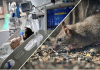 Vaslui, printre cele opt județe în care este supravegheată infecția cu hantavirus