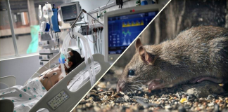 Vaslui, printre cele opt județe în care este supravegheată infecția cu hantavirus