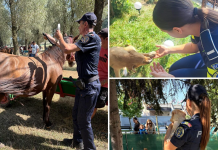41 de amenzi, în valoare de 57.000 de lei, aplicate de Poliția Animalelor în aprilie