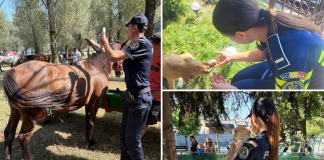 41 de amenzi, în valoare de 57.000 de lei, aplicate de Poliția Animalelor în aprilie