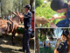 Amenzi de aproape 100.000 de lei aplicate în luna mai de polițiștii de la Biroul pentru Protecția Animalelor