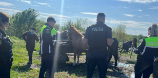 129 de sancțiuni, în valoare de peste 70.000 de lei, aplicate de polițiști în urma unei razii de amploare