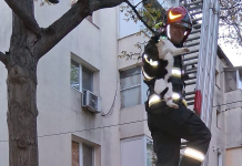 Pompierii bârlădeni au salvat o pisică blocată într-un copac de două zile