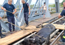 Intervenție a pompierilor pentru salvarea unui cal rămas blocat pe o cale ferată, la Bârlad